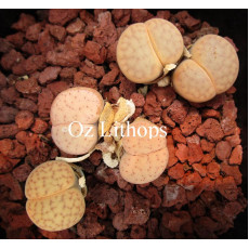 C281 - Plant